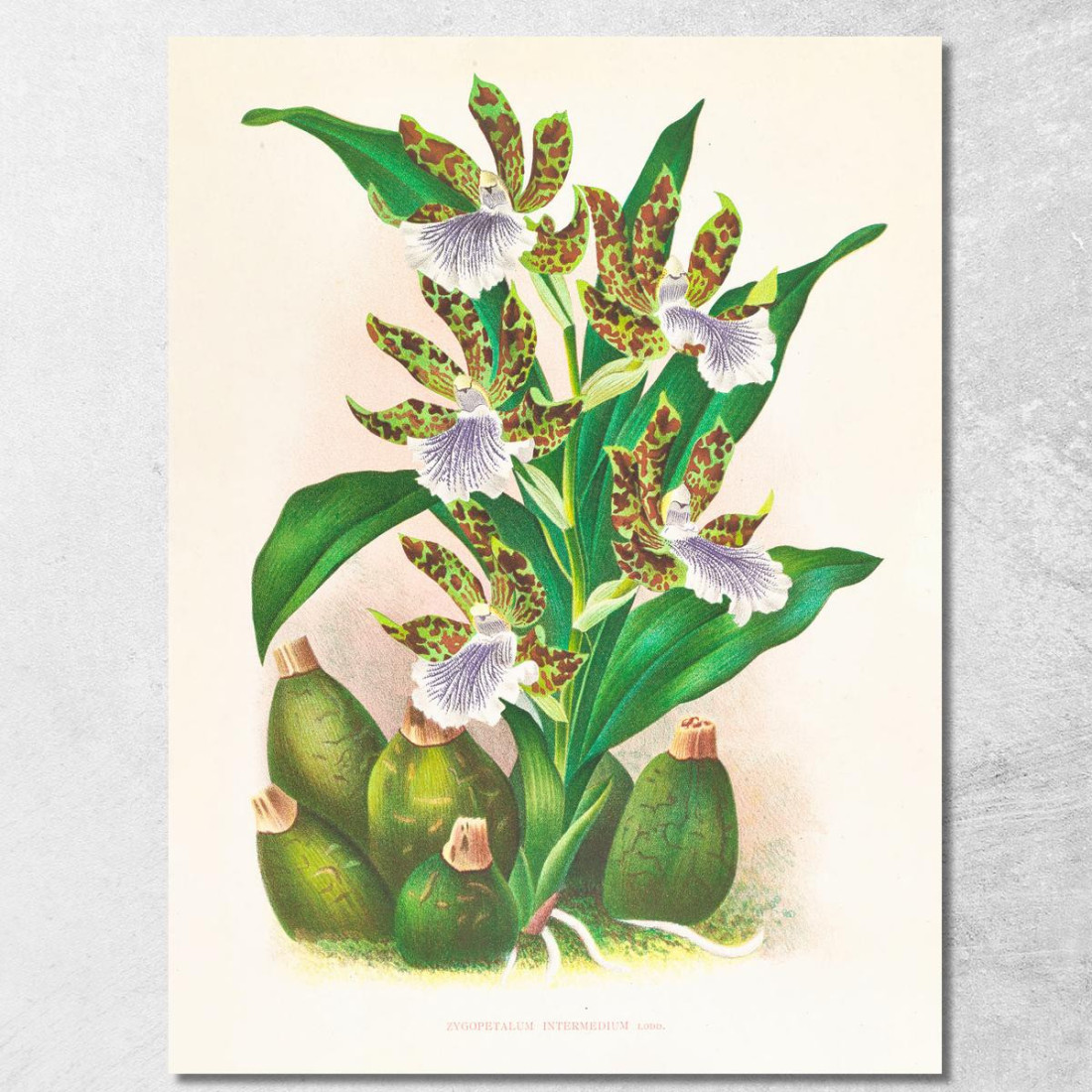 Illustrazioni Botaniche Zygopetalum Intermedium Jean Jules Linden jjl163 quadro stampato su tela Illustrazioni Botaniche Zygopetalum Intermedium Jean Jules Linden jjl163 quadro stampato su tela