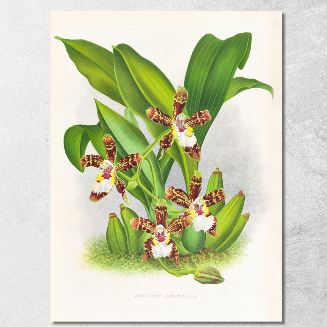 Illustrazioni Botaniche Zygopetalum Jorisianum Jean Jules Linden jjl164 quadro stampato su tela Illustrazioni Botaniche Zygopetalum Jorisianum Jean Jules Linden jjl164 quadro stampato su tela