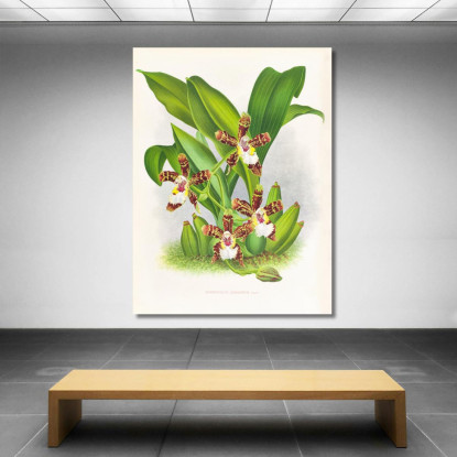 Illustrazioni Botaniche Zygopetalum Jorisianum Jean Jules Linden jjl164 quadro stampato su tela