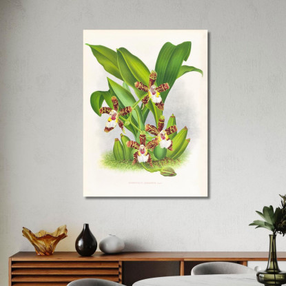 Illustrazioni Botaniche Zygopetalum Jorisianum Jean Jules Linden jjl164 quadro stampato su tela
