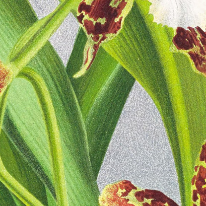 Illustrazioni Botaniche Zygopetalum Jorisianum Jean Jules Linden jjl164 quadro stampato su tela