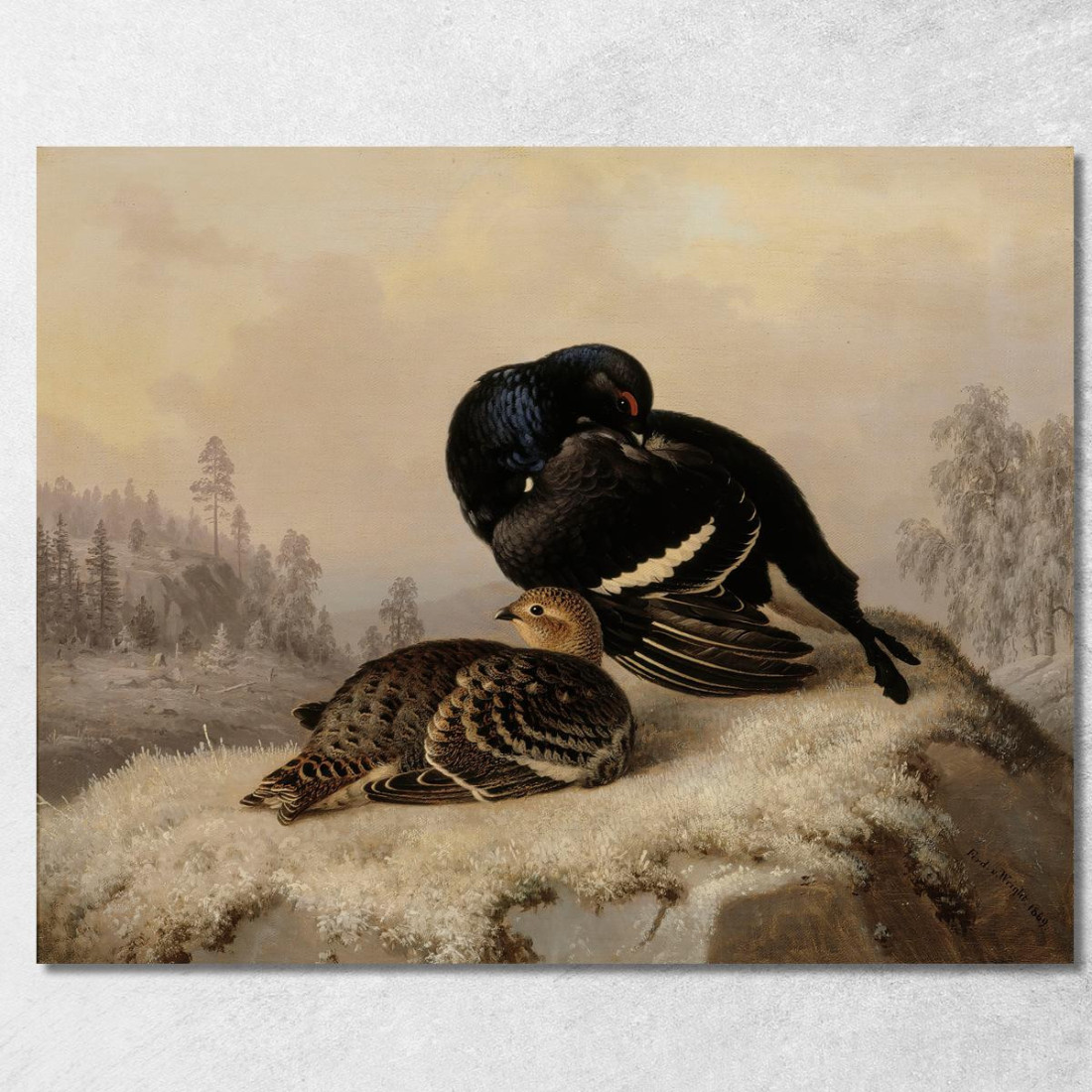 Maschio E Femmina Di Fagiano Di Monte Ferdinand von Wright fvw4 quadro stampato su tela Maschio E Femmina Di Fagiano Di Monte Ferdinand von Wright fvw4 quadro stampato su tela