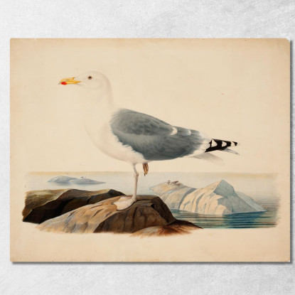 Gabbiano Reale Europeo Ferdinand von Wright fvw8 quadro stampato su tela