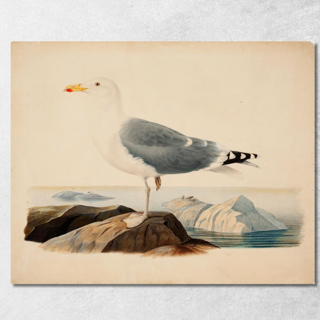 Gabbiano Reale Europeo Ferdinand von Wright fvw8 quadro stampato su tela Gabbiano Reale Europeo Ferdinand von Wright fvw8 quadro stampato su tela