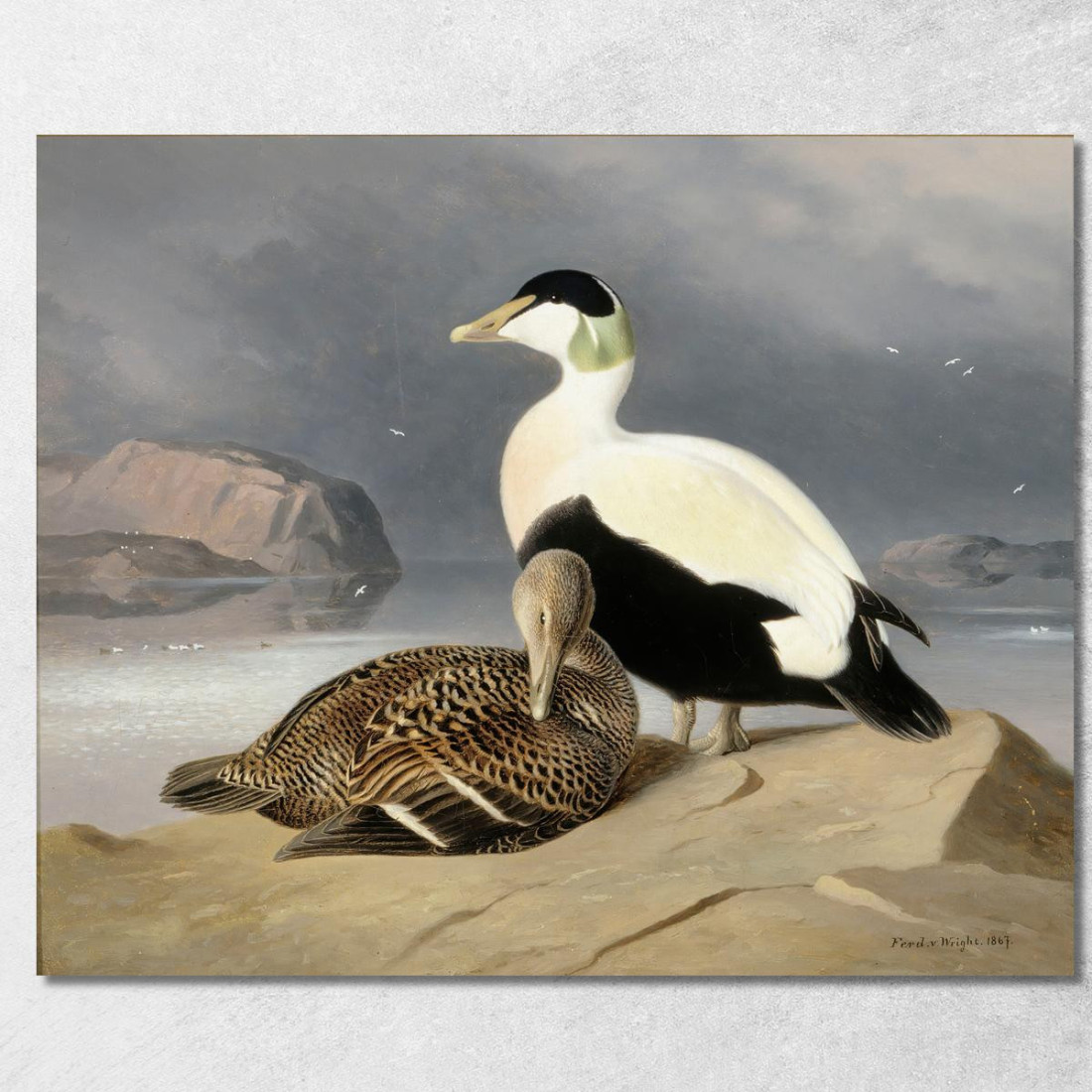 Kaksi Haahkaa Ferdinand von Wright fvw16 quadro stampato su tela Kaksi Haahkaa Ferdinand von Wright fvw16 quadro stampato su tela