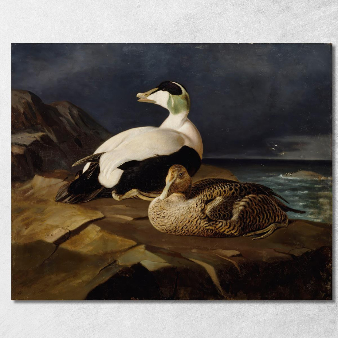 Coppia Di Edredoni Comuni Su Una Roccia Ferdinand von Wright fvw20 quadro stampato su tela Coppia Di Edredoni Comuni Su Una Roccia Ferdinand von Wright fvw20 quadro stampato su tela