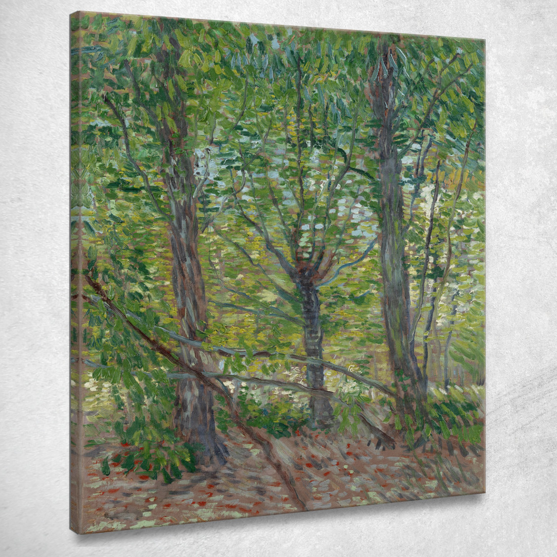 Alberi Vincent van Gogh vvg303 quadro stampato su tela