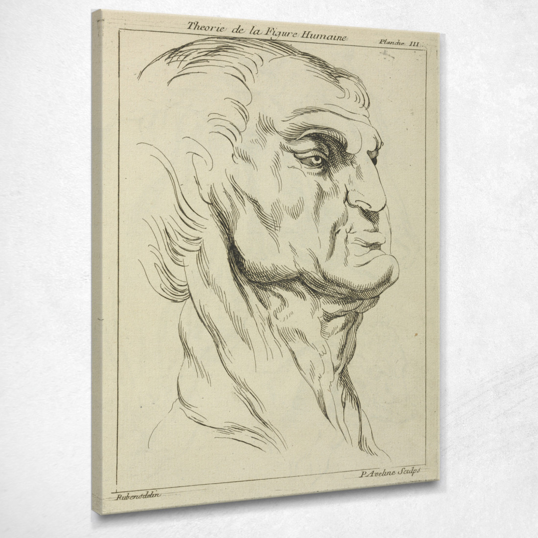 Testa D'Uomo Peter Paul Rubens ppr82 quadro stampato su tela Testa D'Uomo Peter Paul Rubens ppr82 quadro stampato su tela