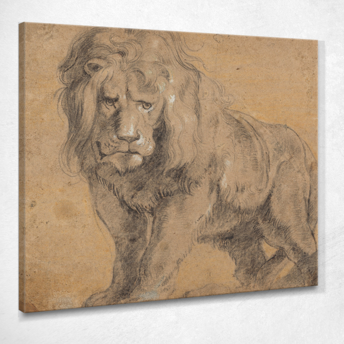 Leone Peter Paul Rubens ppr107 quadro stampato su tela Leone Peter Paul Rubens ppr107 quadro stampato su tela