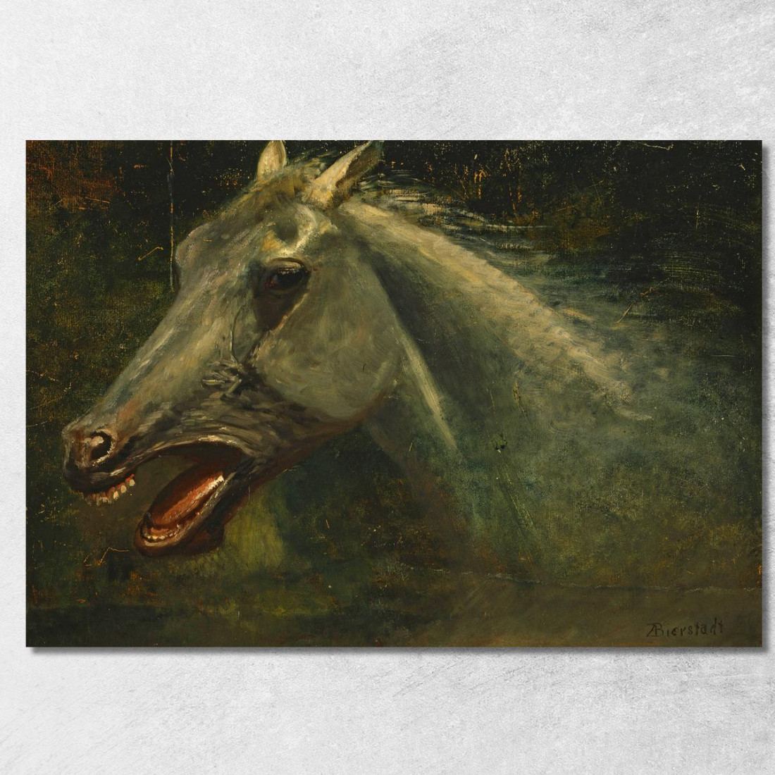 A Wild Stallion Uno Schizzo Ad Olio Originale Per The Last Of The Buffalo Albert Bierstadt abr141 quadro stampato su tela A Wild Stallion Uno Schizzo Ad Olio Originale Per The Last Of The Buffalo Albert Bierstadt abr141 quadro stampato su tela
