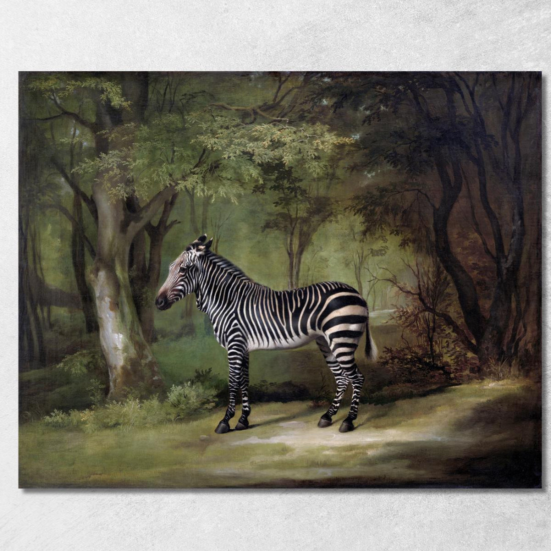 Zebra 1763 George Stubbs gst57 quadro stampato su tela Zebra 1763 George Stubbs gst57 quadro stampato su tela