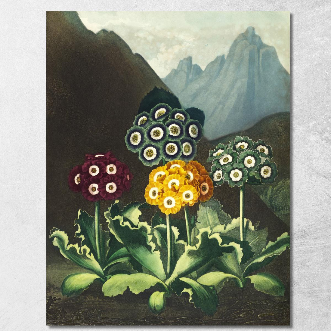 Un Gruppo Di Auricole Dal Tempio Di Flora Robert John Thornton rjt1 quadro stampato su tela Un Gruppo Di Auricole Dal Tempio Di Flora Robert John Thornton rjt1 quadro stampato su tela