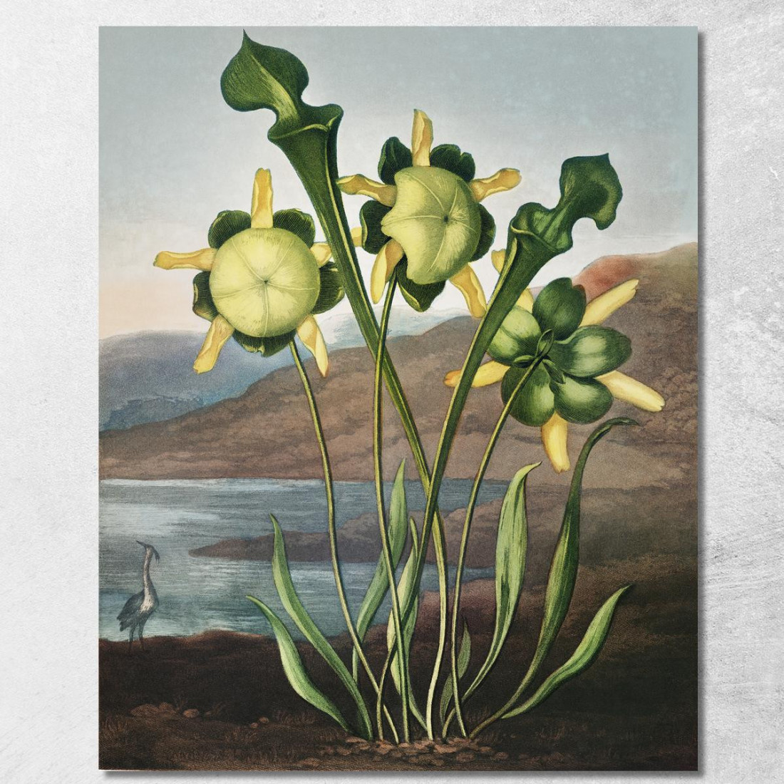 Pianta Carnivora Del Tempio Di Flora Robert John Thornton rjt11 quadro stampato su tela Pianta Carnivora Del Tempio Di Flora Robert John Thornton rjt11 quadro stampato su tela