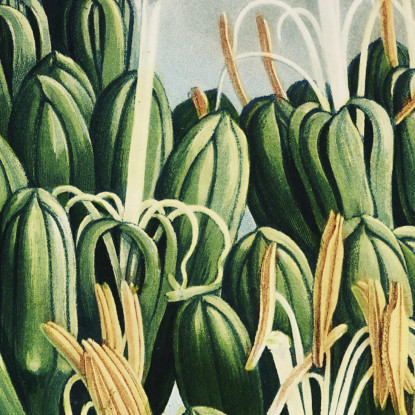 L'Aloe Del Tempio Di Flora Robert John Thornton rjt13 quadro stampato su tela