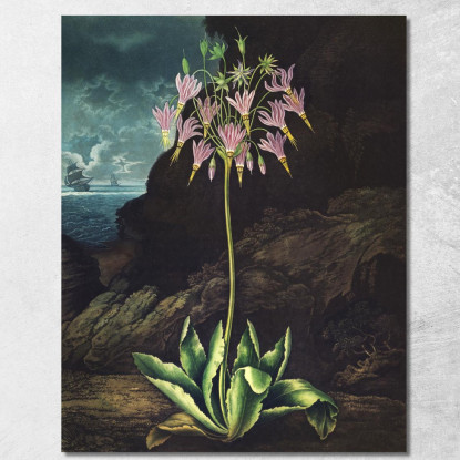 La Primula Americana Del Tempio Di Flora Robert John Thornton rjt14 quadro stampato su tela