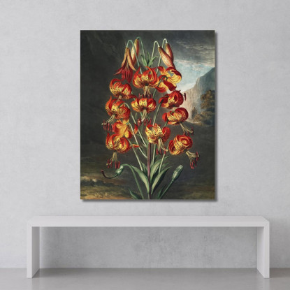 Il Superbo Giglio Del Tempio Di Flora Robert John Thornton rjt31 quadro stampato su tela