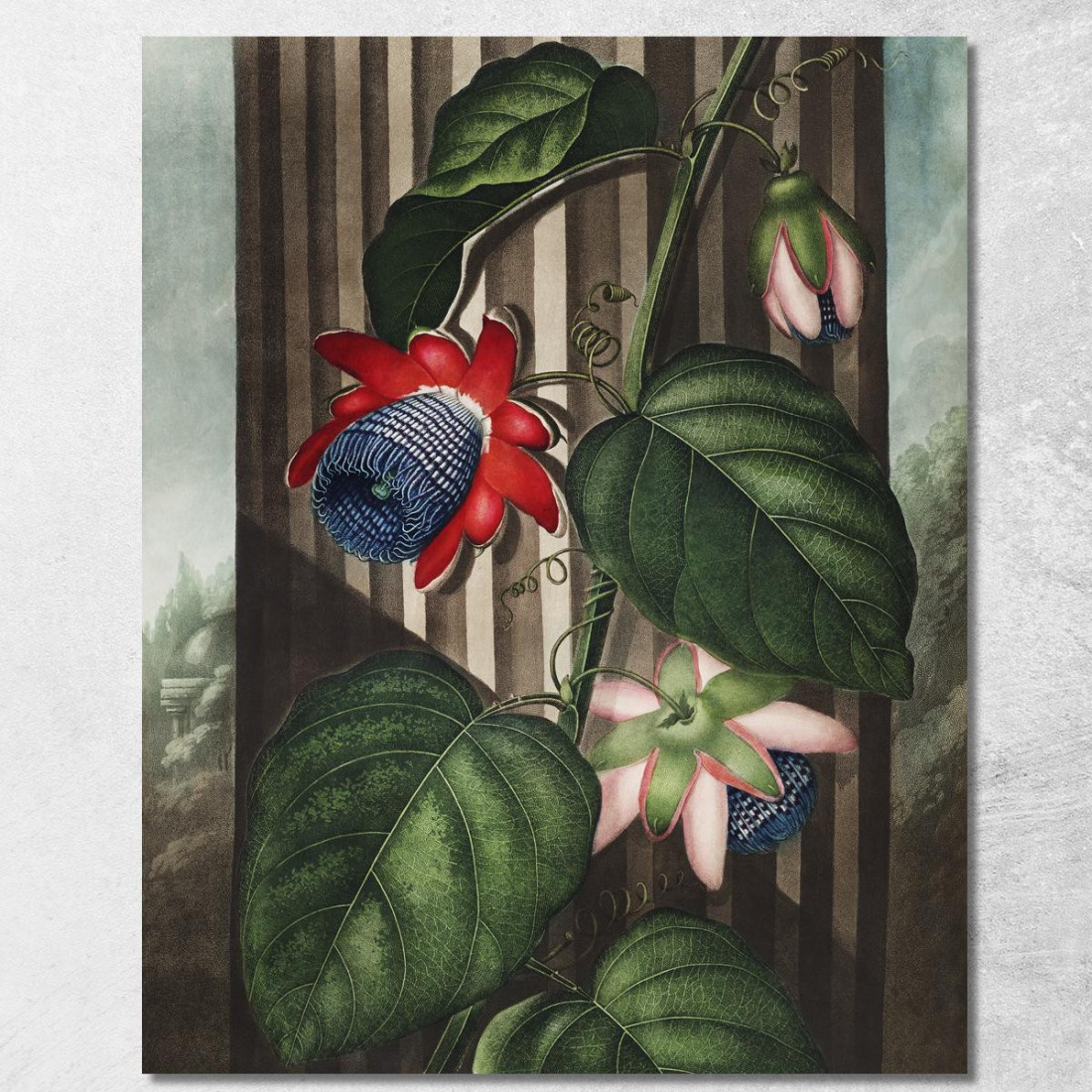 La Passiflora Alata Del Tempio Di Flora Robert John Thornton rjt32 quadro stampato su tela La Passiflora Alata Del Tempio Di Flora Robert John Thornton rjt32 quadro stampato su tela