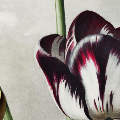 Tulipani Dal Tempio Di Flora Robert John Thornton rjt33 quadro stampato su tela
