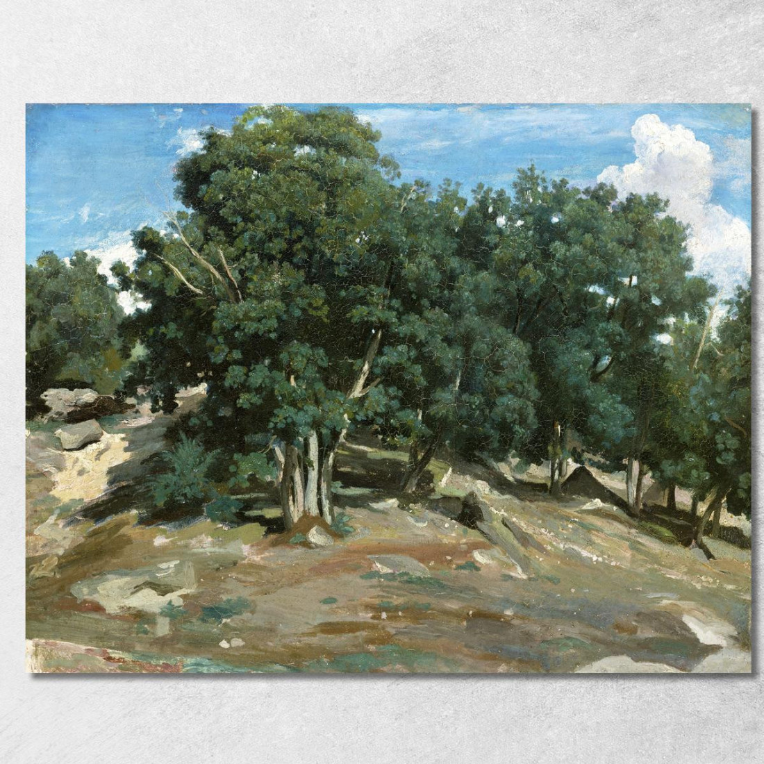 Querce Di Fontainebleau A Bas-Bréau Camille Pissarro cps26 quadro stampato su tela Querce Di Fontainebleau A Bas-Bréau Camille Pissarro cps26 quadro stampato su tela